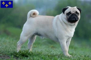 Lire la suite à propos de l’article Éleveurs de balais à frange et chiots en Île-de-France