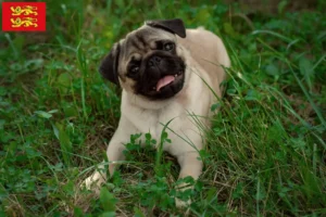 Lire la suite à propos de l’article Éleveurs de balais à frange et chiots en Normandie