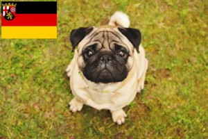 Lire la suite à propos de l’article Éleveurs de Carlins et de chiots en Rhénanie-Palatinat
