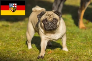 Lire la suite à propos de l’article Éleveurs de balais à frange et chiots en Sarre