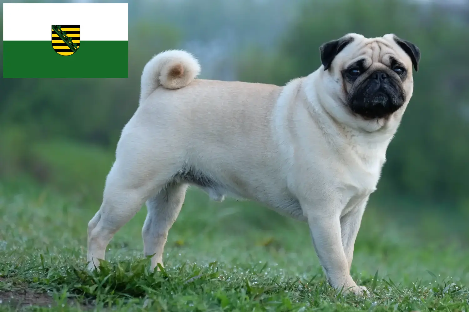 Mops chiots et éleveurs Saxe Ici, tu trouveras des éleveurs de carlins en Saxe.