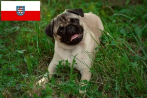 Lire la suite à propos de l’article Éleveurs de Carlins et chiots en Thuringe