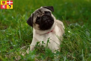 Lire la suite à propos de l’article Éleveurs de balais à frange et chiots en Auvergne-Rhône-Alpes