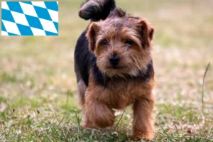 Lire la suite à propos de l’article Norfolk Terrier éleveurs et chiots en Bavière