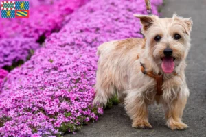 Lire la suite à propos de l’article Éleveurs de Norfolk Terriers et chiots en Bourgogne-Franche-Comté