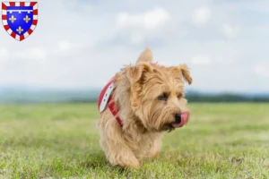 Lire la suite à propos de l’article Éleveurs de Norfolk Terriers et chiots en Centre-Val de Loire