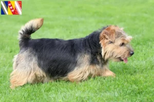Lire la suite à propos de l’article Norfolk Terrier Éleveurs et chiots en Grand Est