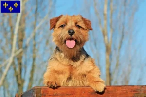 Lire la suite à propos de l’article Éleveurs de Norfolk Terriers et chiots en Île-de-France