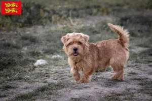 Lire la suite à propos de l’article Éleveurs de Norfolk Terriers et chiots en Normandie