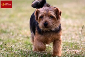 Lire la suite à propos de l’article Éleveurs de Norfolk Terriers et chiots en Occitanie