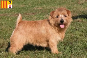 Lire la suite à propos de l’article Norfolk Terrier éleveurs et chiots en Provence-Alpes-Côte d’Azur