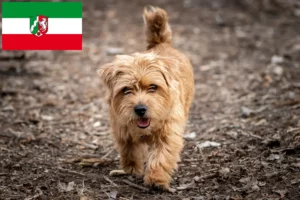 Lire la suite à propos de l’article Norfolk Terrier éleveurs et chiots en Rhénanie du Nord-Westphalie