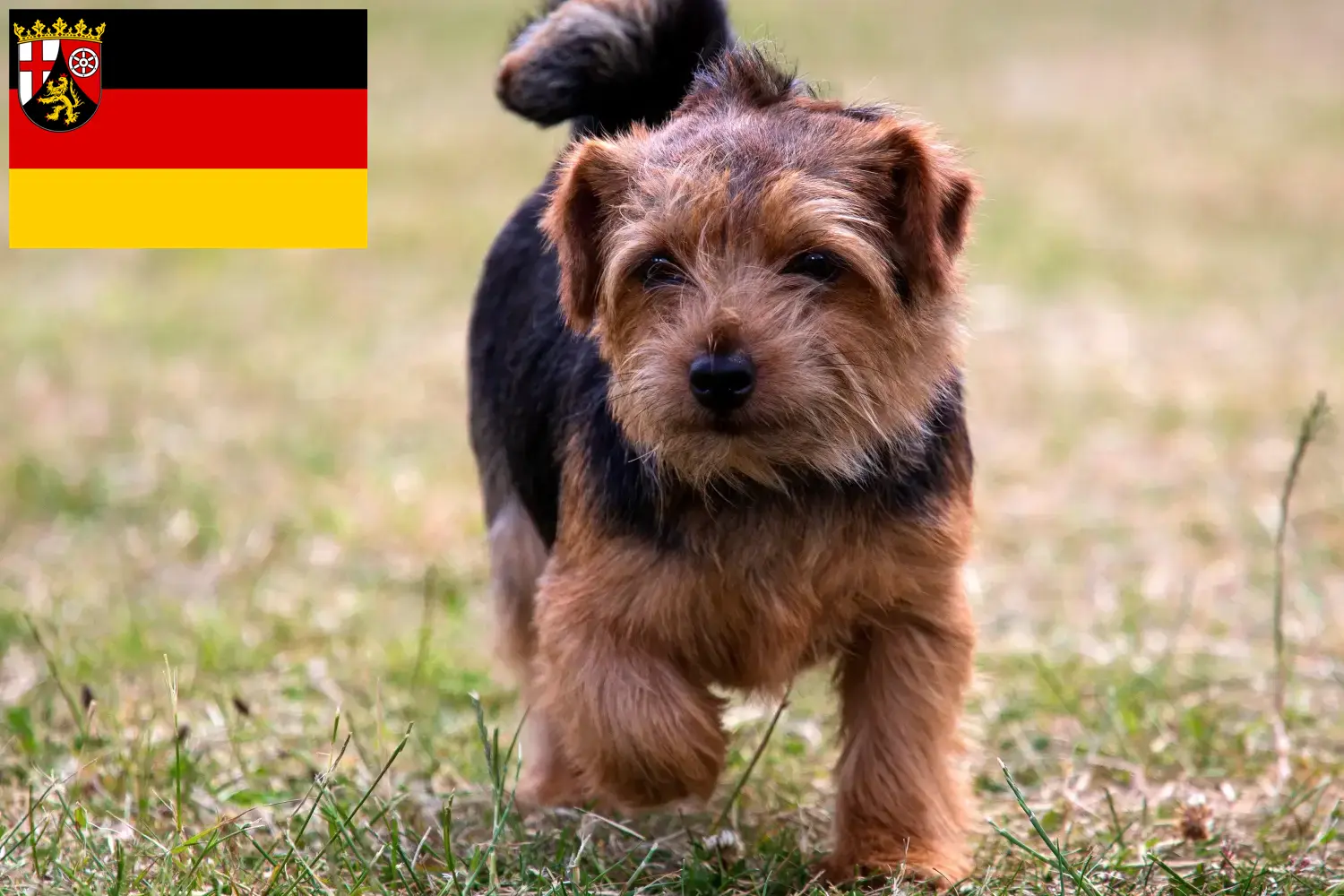 Norfolk Terrier chiots et éleveurs Rhénanie-Palatinat Ici, tu trouveras des éleveurs de Norfolk Terriers en Rhénanie-Palatinat.