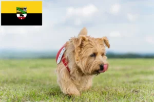 Lire la suite à propos de l’article Norfolk Terrier éleveurs et chiots en Saxe-Anhalt