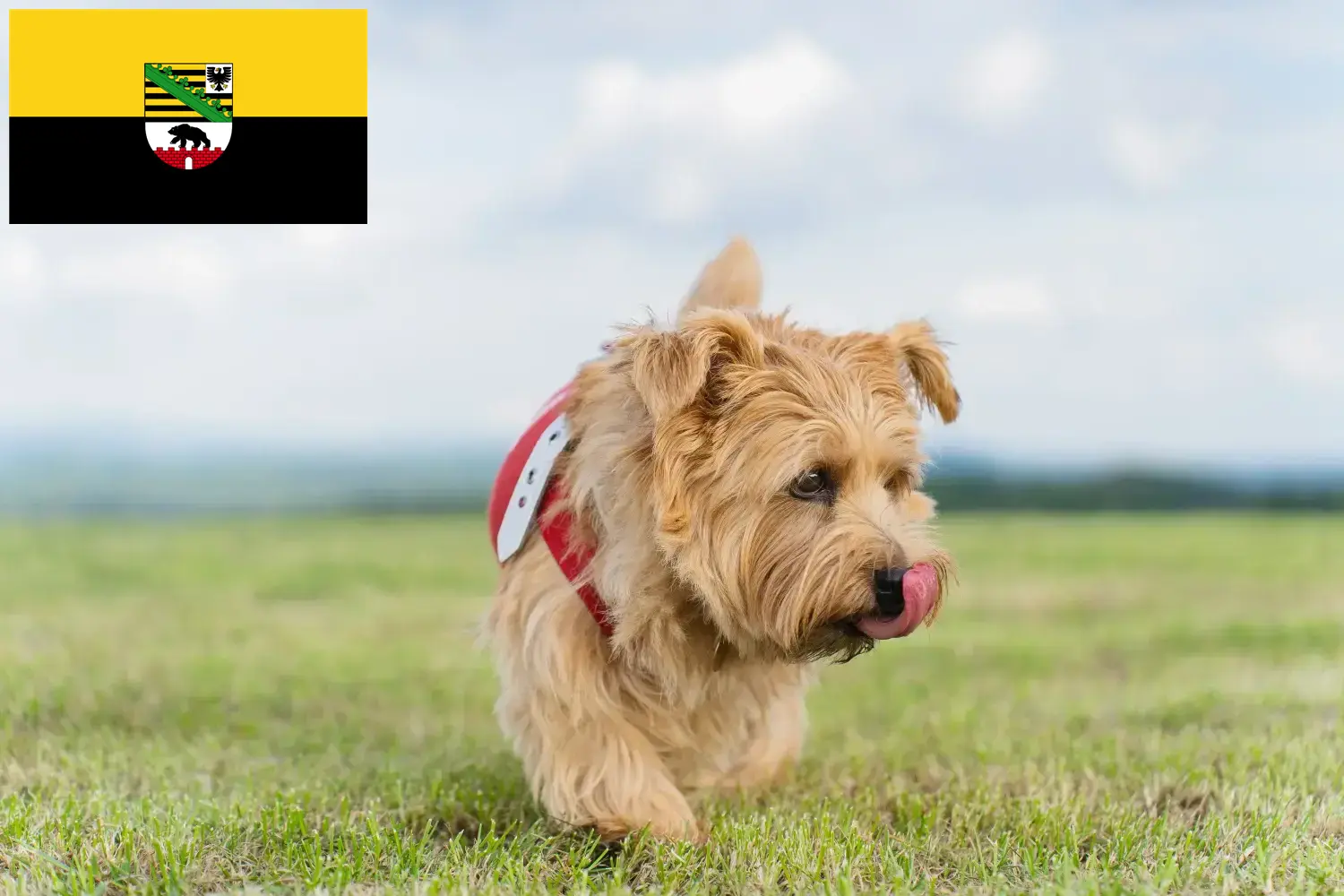 Norfolk Terrier chiots et éleveurs Saxe-Anhalt Ici, tu trouveras des éleveurs de Norfolk Terriers en Saxe-Anhalt.