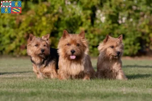 Lire la suite à propos de l’article Eleveurs de Norwich Terrier et chiots en Bourgogne-Franche-Comté