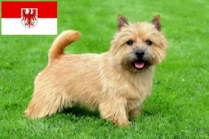 Lire la suite à propos de l’article Norwich Terrier éleveurs et chiots dans le Brandebourg