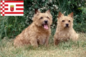 Lire la suite à propos de l’article Norwich Terrier éleveurs et chiots à Brême