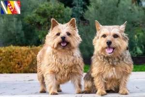 Lire la suite à propos de l’article Norwich Terrier Éleveurs et chiots en Grand Est
