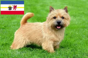 Lire la suite à propos de l’article Norwich Terrier Éleveurs et chiots dans le Mecklembourg-Poméranie occidentale