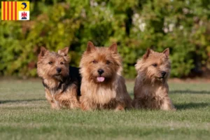 Lire la suite à propos de l’article Eleveurs de Norwich Terrier et chiots en Provence-Alpes-Côte d’Azur