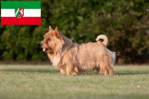 Lire la suite à propos de l’article Norwich Terrier Éleveurs et chiots en Rhénanie-du-Nord-Westphalie