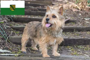 Lire la suite à propos de l’article Norwich Terrier éleveurs et chiots en Saxe