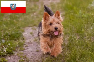 Lire la suite à propos de l’article Norwich Terrier Éleveurs et chiots en Thuringe