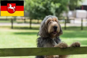 Lire la suite à propos de l’article Éleveurs de chiens loutres et chiots en Basse-Saxe