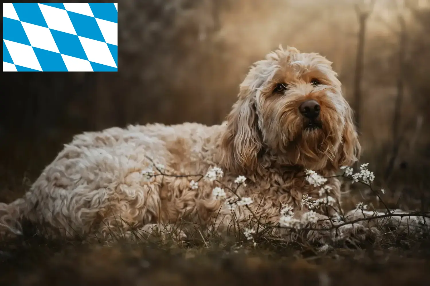 Otterhund chiots et éleveurs Bavière Ici, tu trouveras des éleveurs de chiens loutres en Bavière.