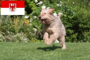 Lire la suite à propos de l’article Éleveurs de chiens loutres et chiots dans le Brandebourg