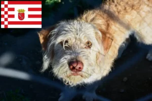 Lire la suite à propos de l’article Éleveurs de chiens loutres et chiots à Brême