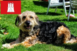 Lire la suite à propos de l’article Éleveurs de chiens loutres et chiots à Hambourg