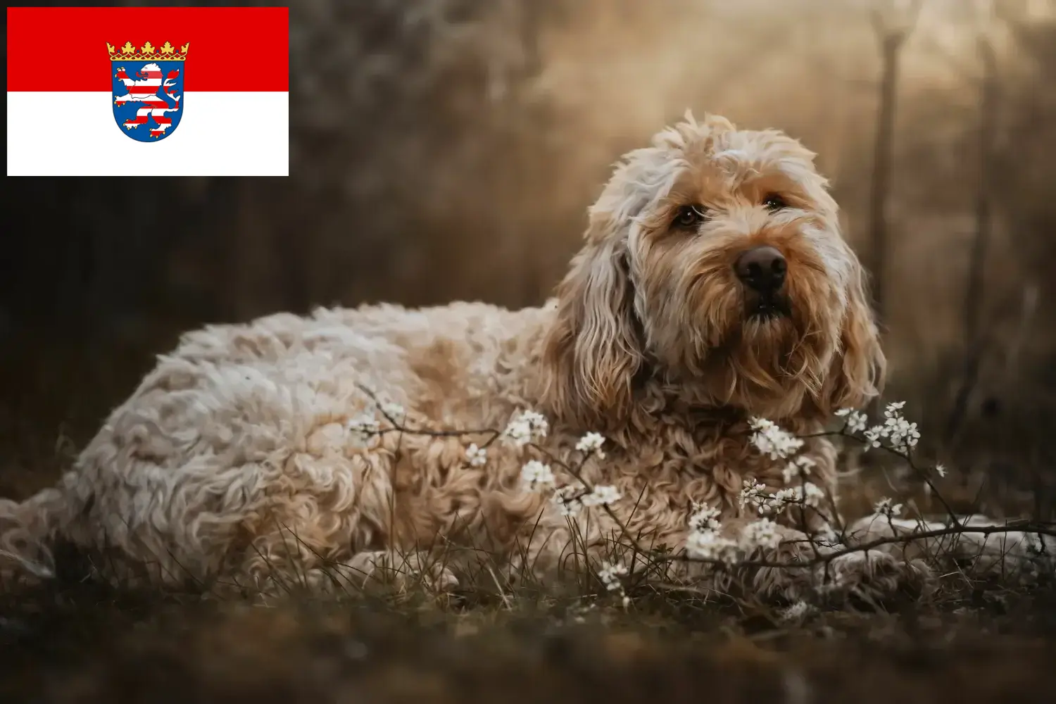 Otterhund chiots et éleveurs Hesse Ici, tu trouveras des éleveurs de chiens loutres en Hesse.