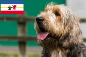 Lire la suite à propos de l’article Éleveurs de chiens loutres et chiots dans le Mecklembourg-Poméranie occidentale