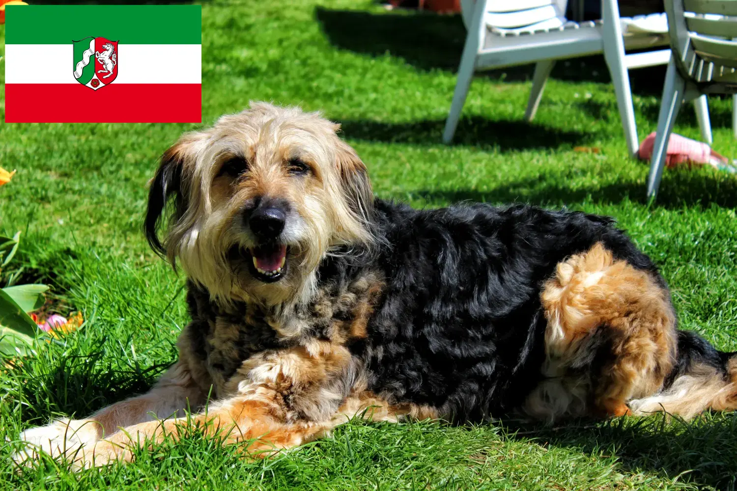 Otterhund chiots et éleveurs Rhénanie-du-Nord-Westphalie Ici, tu trouveras des éleveurs de chiens loutres en Rhénanie-du-Nord-Westphalie.