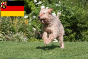 Lire la suite à propos de l’article Éleveurs de chiens loutres et chiots en Rhénanie-Palatinat