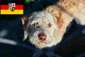 Lire la suite à propos de l’article Éleveurs de chiens loutres et chiots en Sarre