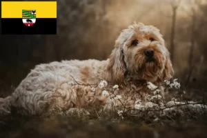 Lire la suite à propos de l’article Éleveurs de chiens loutres et chiots en Saxe-Anhalt