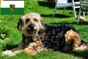 Lire la suite à propos de l’article Éleveurs de chiens loutres et chiots en Saxe