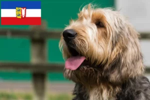 Lire la suite à propos de l’article Éleveurs de chiens loutres et chiots dans le Schleswig-Holstein