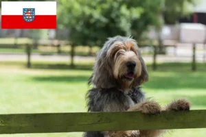 Lire la suite à propos de l’article Éleveurs de chiens loutres et chiots en Thuringe
