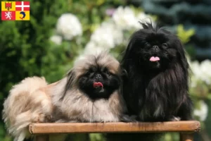 Lire la suite à propos de l’article Éleveurs de Pékin et chiots en Auvergne-Rhône-Alpes