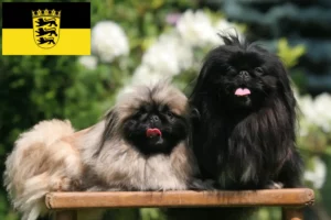 Lire la suite à propos de l’article Éleveurs de Pékinois et chiots en Baden-Württemberg