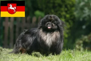 Lire la suite à propos de l’article Éleveurs de Pékinois et chiots en Basse-Saxe