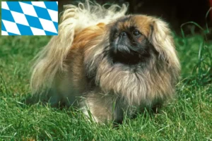 Lire la suite à propos de l’article Éleveurs de Pékinois et chiots en Bavière