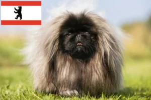 Lire la suite à propos de l’article Éleveurs de Pékinois et chiots à Berlin