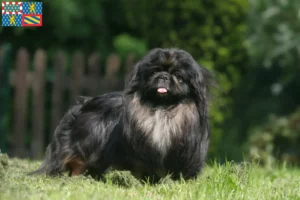 Lire la suite à propos de l’article Éleveurs de pékinois et chiots en Bourgogne-Franche-Comté