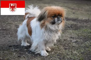 Lire la suite à propos de l’article Éleveurs de Pékinois et chiots dans le Brandebourg