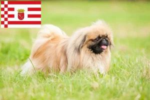 Lire la suite à propos de l’article Éleveurs de Pékinois et chiots à Brême